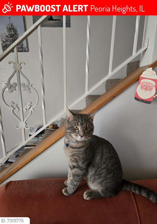 Lost Male Cat last seen War Memorial Drive, Peoria Heights, IL 61616