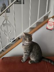 Lost Male Cat last seen War Memorial Drive, Peoria Heights, IL 61616