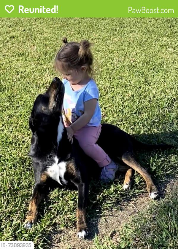 Reunited Female Dog last seen Coolidge dr near P Street (Deer Park), Deer Park, TX 77536