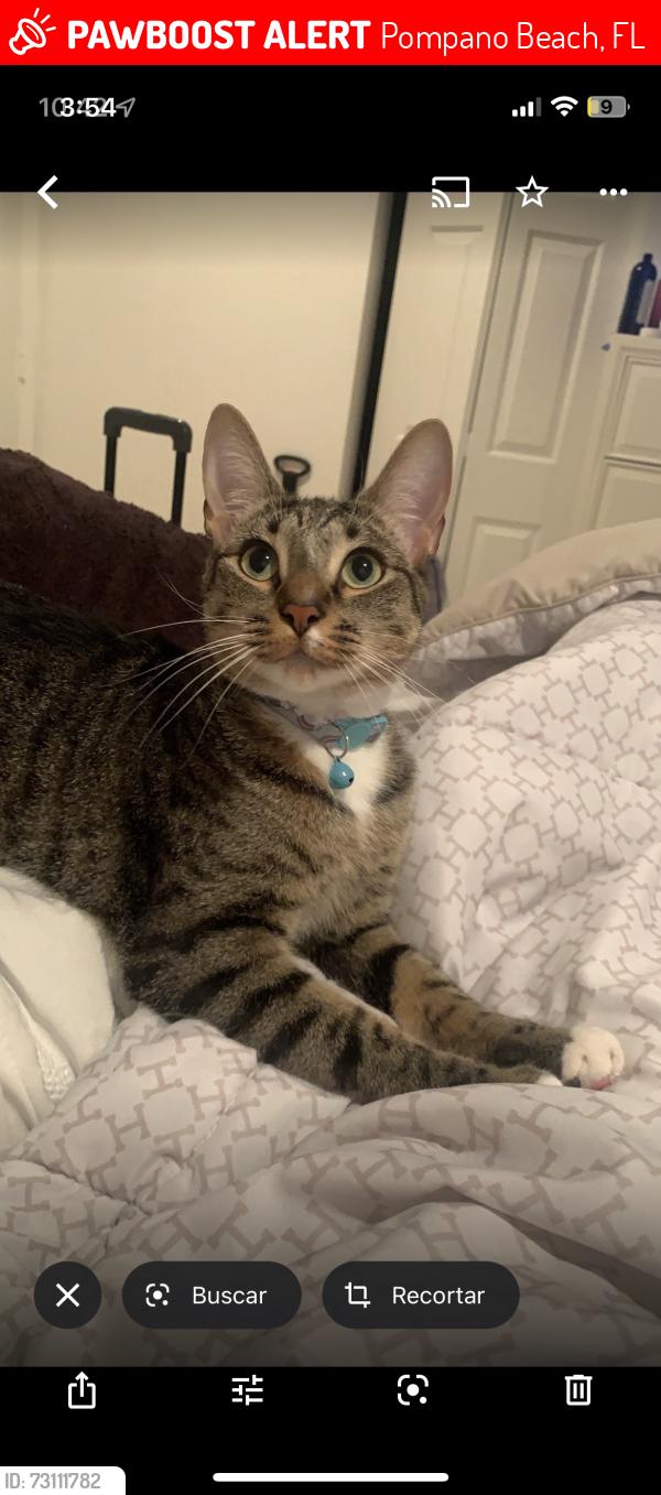Lost Male Cat last seen Hamondville road behind Wendy’s, Pompano Beach, FL 33069