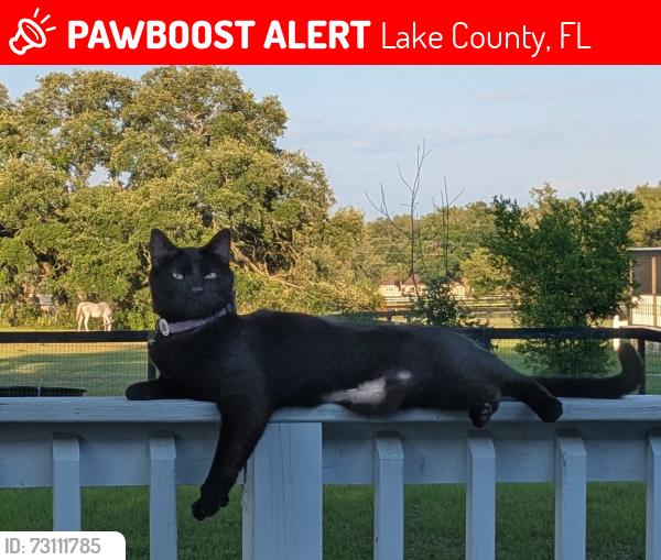 Lost Female Cat last seen Grand oke equestrian senter, Lake County, FL 32159