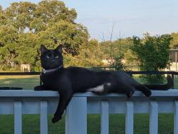 Lost Female Cat last seen Grand oke equestrian senter, Lake County, FL 32159