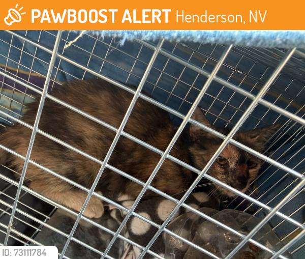 Found/Stray Unknown Cat last seen Near Mauve street Henderson, Nevada 89012, Henderson, NV 89012
