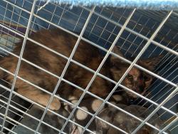 Found/Stray Unknown Cat last seen Near Mauve street Henderson, Nevada 89012, Henderson, NV 89012