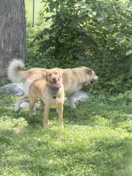 Reunited Unknown Dog last seen Dennison ests, Ballwin, MO 63021
