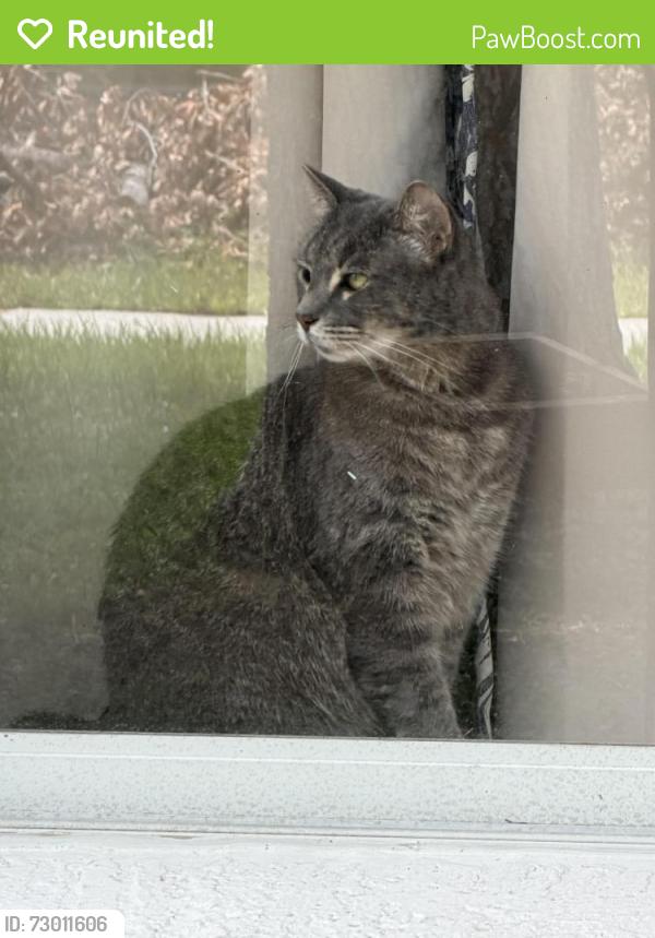 Reunited Male Cat last seen Wickham Road, Melbourne, FL 32935