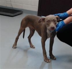 Shelter Stray Male Dog last seen Near BLOCK LAZY ACRES ST, FAYETTEVILLE NC 28306, 4704 Corporation Dr, Fayetteville, NC 28306, USA