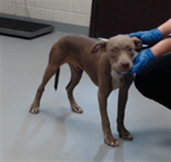 Shelter Stray Male Dog last seen Near BLOCK LAZY ACRES ST, FAYETTEVILLE NC 28306, 4704 Corporation Dr, Fayetteville, NC 28306, USA