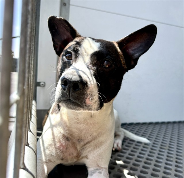Shelter Stray Male Dog last seen W MILL ST X S K ST, 333 Chandler Pl, San Bernardino, CA 92408, USA