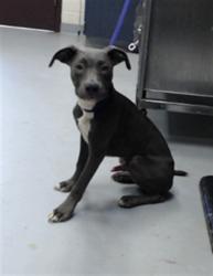 Shelter Stray Male Dog last seen Near BLOCK LAZY ACRES ST, FAYETTEVILLE NC 28306, 4704 Corporation Dr, Fayetteville, NC 28306, USA