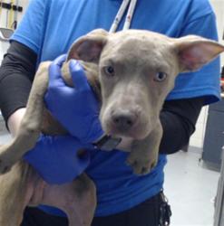 Shelter Stray Male Dog last seen Near BLOCK LAZY ACRES ST, FAYETTEVILLE NC 28306, 4704 Corporation Dr, Fayetteville, NC 28306, USA