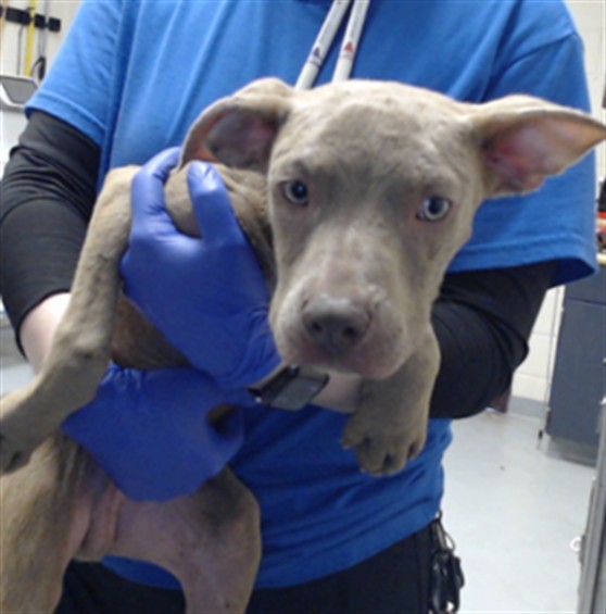 Shelter Stray Male Dog last seen Near BLOCK LAZY ACRES ST, FAYETTEVILLE NC 28306, 4704 Corporation Dr, Fayetteville, NC 28306, USA
