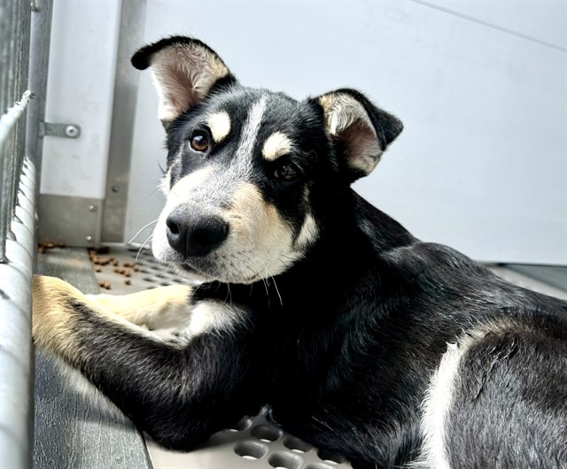 Shelter Stray Male Dog last seen Near BLOCK S OAK GLEN LN, 333 Chandler Pl, San Bernardino, CA 92408, USA