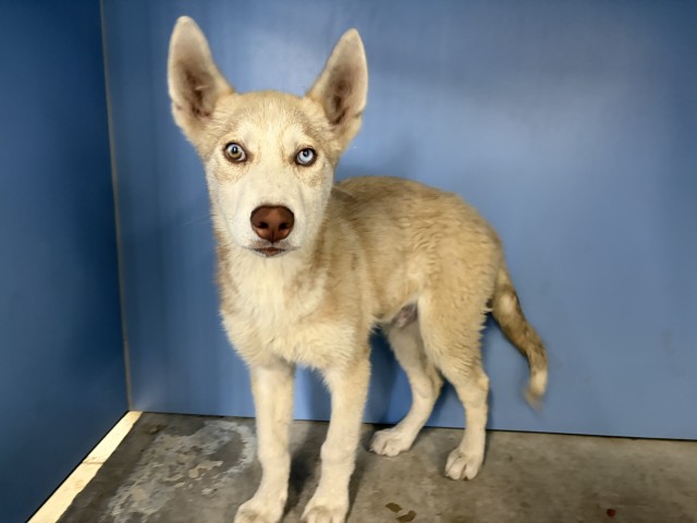 Shelter Stray Male Dog last seen N MOUNTAIN X E HIGHLAND, 333 Chandler Pl, San Bernardino, CA 92408, USA