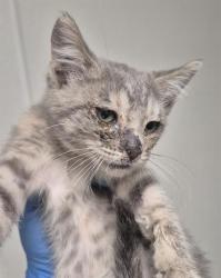 Shelter Stray Female Cat last seen Near BLOCK FAIRFAX RD, BAKERSFIELD CA 93306, 3951 Fruitvale Ave, Bakersfield, CA 93308, USA