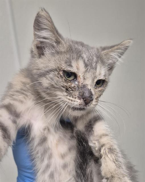 Shelter Stray Female Cat last seen Near BLOCK FAIRFAX RD, BAKERSFIELD CA 93306, 3951 Fruitvale Ave, Bakersfield, CA 93308, USA