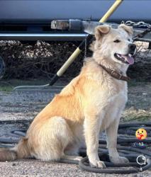 Lost Male Dog last seen TR 82 in Isleta, Isleta, NM 87022