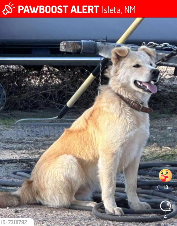 Lost Male Dog last seen TR 82 in Isleta, Isleta, NM 87022