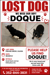 Lost Male Dog last seen Perlino grove Ocala, Ocala, FL 34481