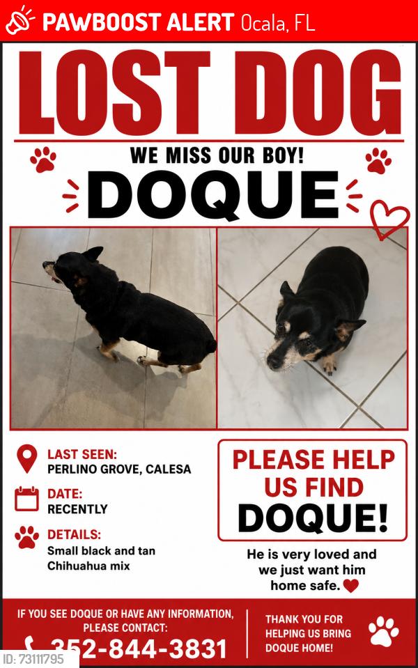 Lost Male Dog last seen Perlino grove Ocala, Ocala, FL 34481