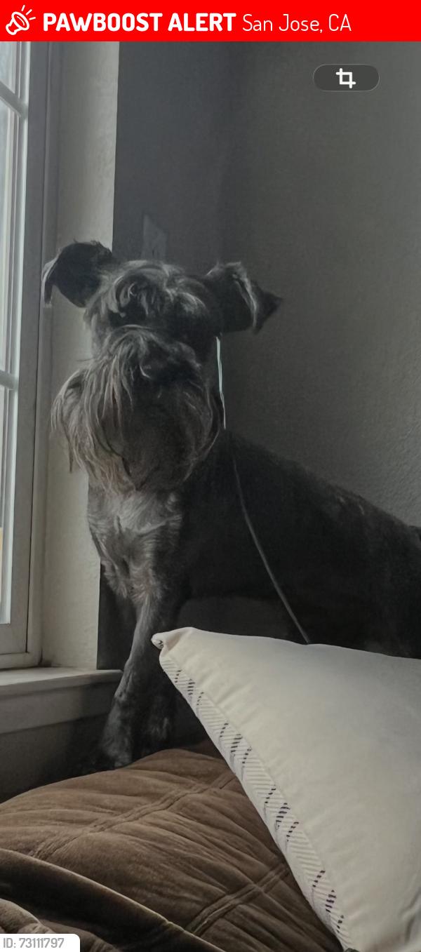 Lost Male Dog last seen Snow dr, San Jose, CA 95111
