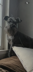 Lost Male Dog last seen Snow dr, San Jose, CA 95111
