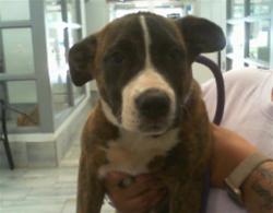 Shelter Stray Female Dog last seen CHARLOTTE, 8315 Byrum Dr, Charlotte, NC 28217, USA