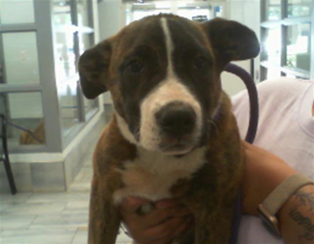 Shelter Stray Female Dog last seen CHARLOTTE, 8315 Byrum Dr, Charlotte, NC 28217, USA