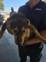 Shelter Stray Male Dog last seen , 1850 W 60th St, Los Angeles, CA 90047, USA