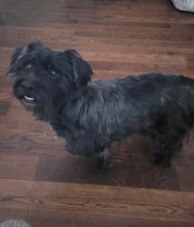Lost Male Dog last seen Stage Rd, Bartlett, TN 38134