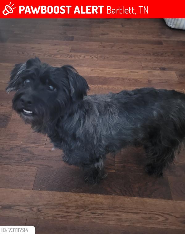 Lost Male Dog last seen Stage Rd, Bartlett, TN 38134