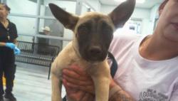 Shelter Stray Female Dog last seen CHARLOTTE, 8315 Byrum Dr, Charlotte, NC 28217, USA
