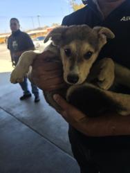 Shelter Stray Male Dog last seen , 1850 W 60th St, Los Angeles, CA 90047, USA