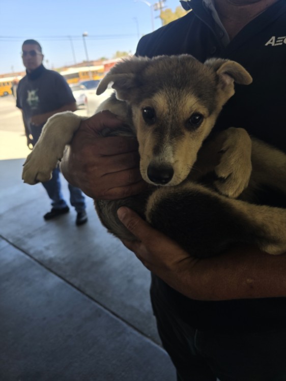 Shelter Stray Male Dog last seen , 1850 W 60th St, Los Angeles, CA 90047, USA