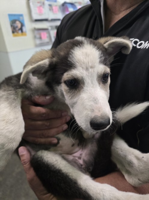 Shelter Stray Female Dog last seen , 1850 W 60th St, Los Angeles, CA 90047, USA