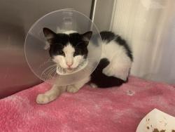 Shelter Stray Male Cat last seen FREEPORT BLVD & 7TH AVE, 2127 Front St, Sacramento, CA 95818, USA