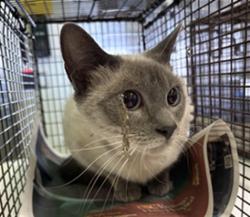 Shelter Stray Female Cat last seen , 1850 W 60th St, Los Angeles, CA 90047, USA