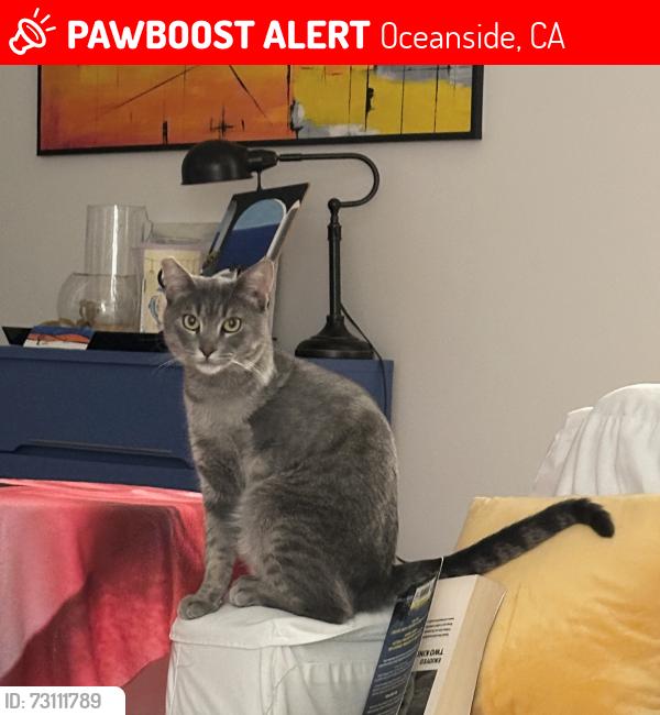 Lost Male Cat last seen L St, Oceanside, CA 92057