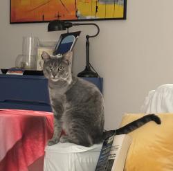 Lost Male Cat last seen L St, Oceanside, CA 92057