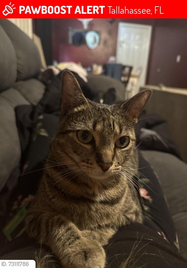 Lost Female Cat last seen Mission road, Tharpe street, Appleyard drive, Tallahassee, FL 32304