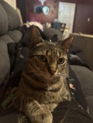 Lost Female Cat last seen Mission road, Tharpe street, Appleyard drive, Tallahassee, FL 32304