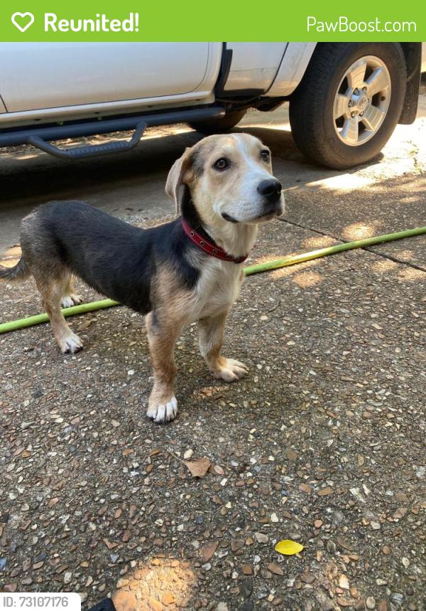 Reunited Female Dog last seen 12th & Pittsburg, Tulsa, OK 74112