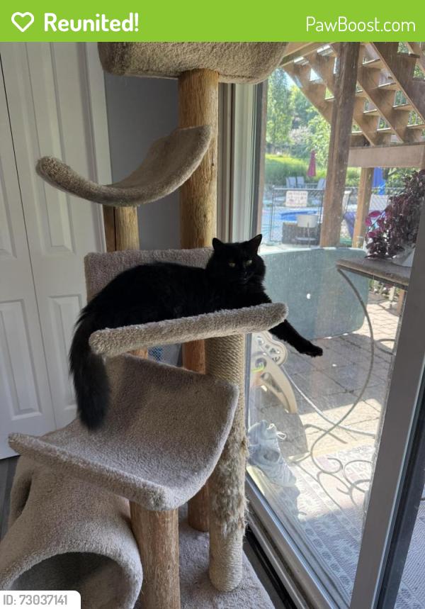 Reunited Male Cat last seen Pettis and 5 mile, Ada, MI 49301