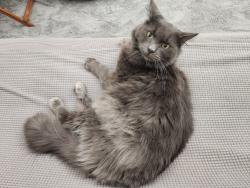 Lost Male Cat last seen Near Chalon Drive, Cary NC, Cary, NC 27511