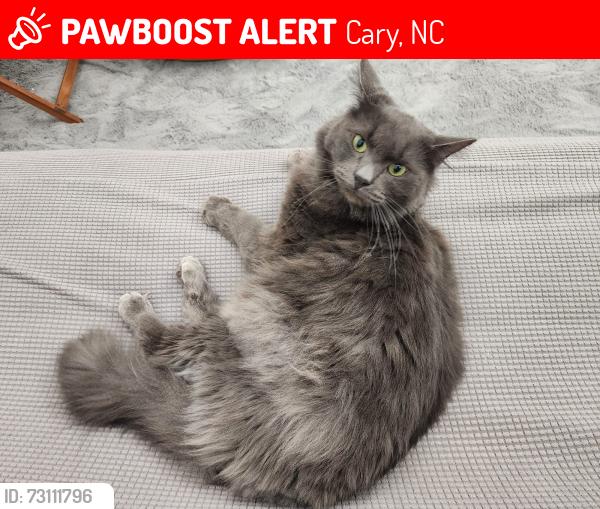 Lost Male Cat last seen Near Chalon Drive, Cary NC, Cary, NC 27511