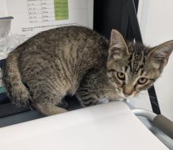 Shelter Stray Male Cat last seen Near BLOCK AUDUBON RD, DETROIT, MI 48224, 7401 Chrysler Dr, Detroit, MI 48211, USA