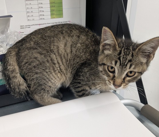Shelter Stray Male Cat last seen Near BLOCK AUDUBON RD, DETROIT, MI 48224, 7401 Chrysler Dr, Detroit, MI 48211, USA