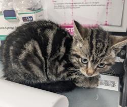 Shelter Stray Female Cat last seen Near BLOCK AUDUBON RD, DETROIT, MI 48224, 7401 Chrysler Dr, Detroit, MI 48211, USA