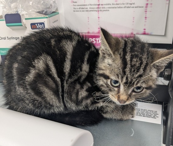 Shelter Stray Female Cat last seen Near BLOCK AUDUBON RD, DETROIT, MI 48224, 7401 Chrysler Dr, Detroit, MI 48211, USA