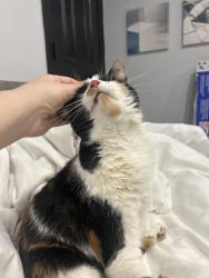 Reunited Female Cat last seen Near N 28th St in Wilton Manors, Wilton Manors, FL 33334